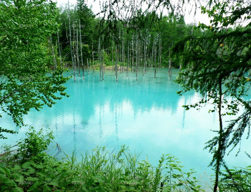 Shiragane Blue Pond in the countryside of Biei town, Hokkaido, Japan