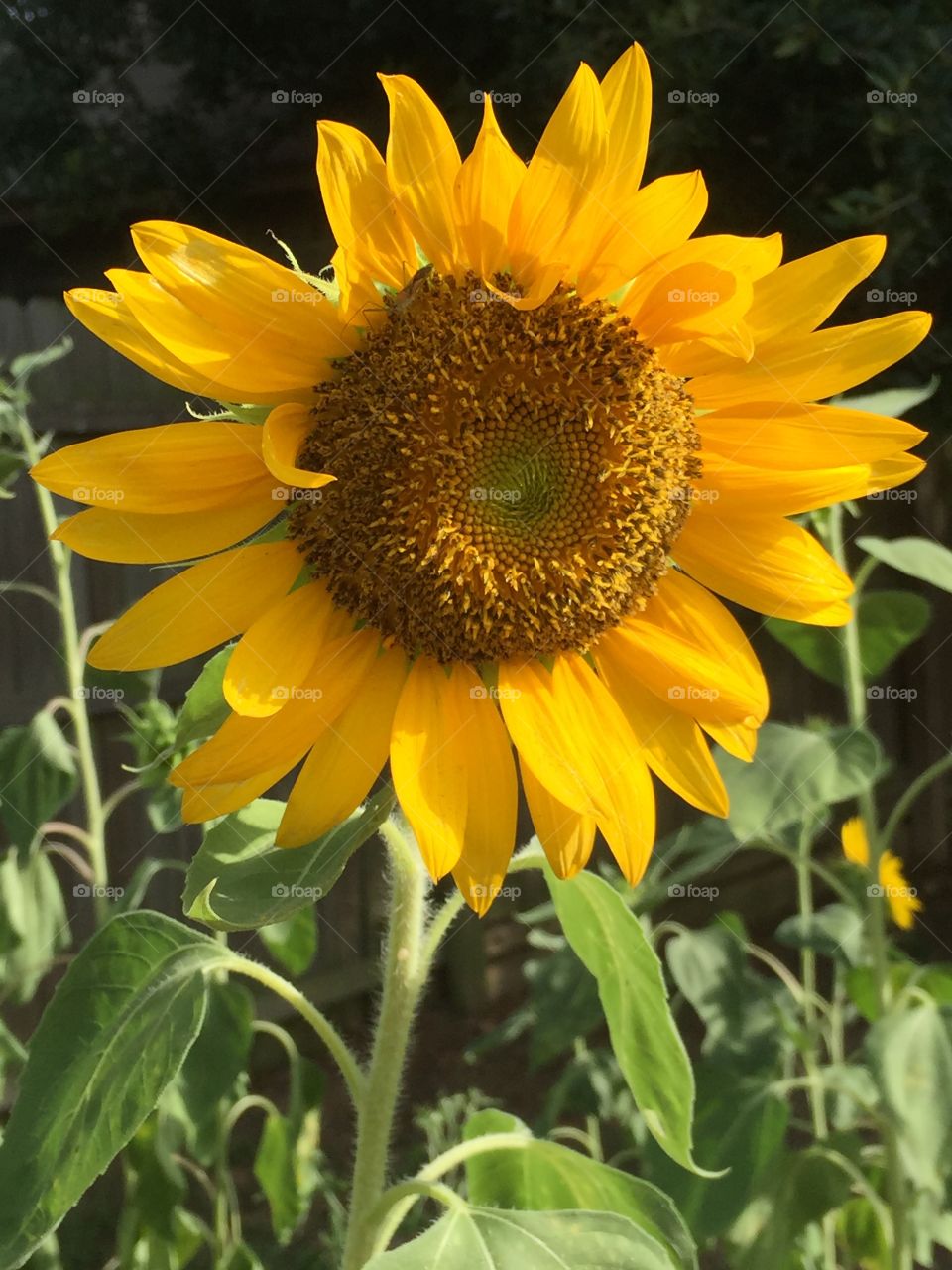 Sunflower
