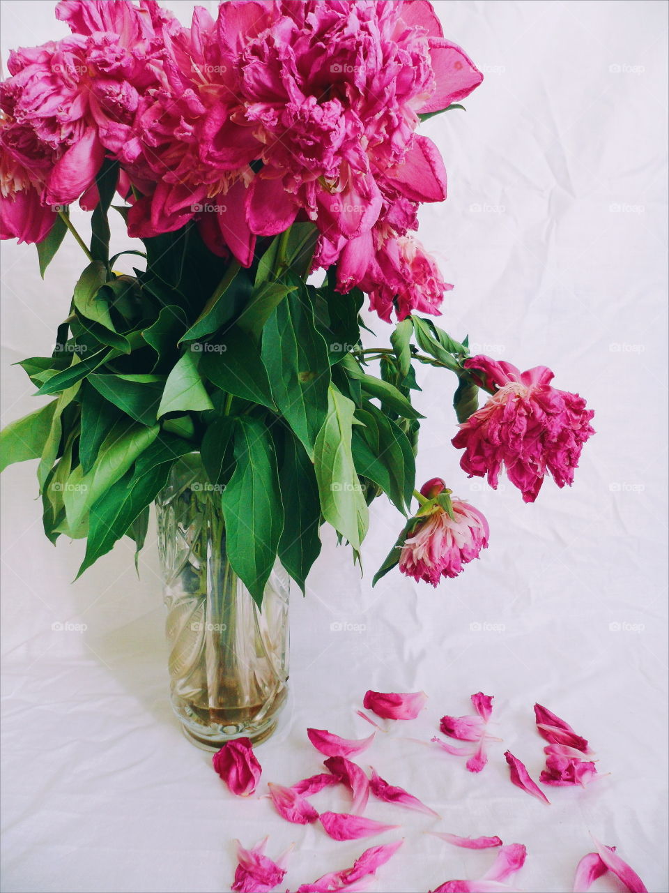 pink bouquet of wilted peony flowers on white background