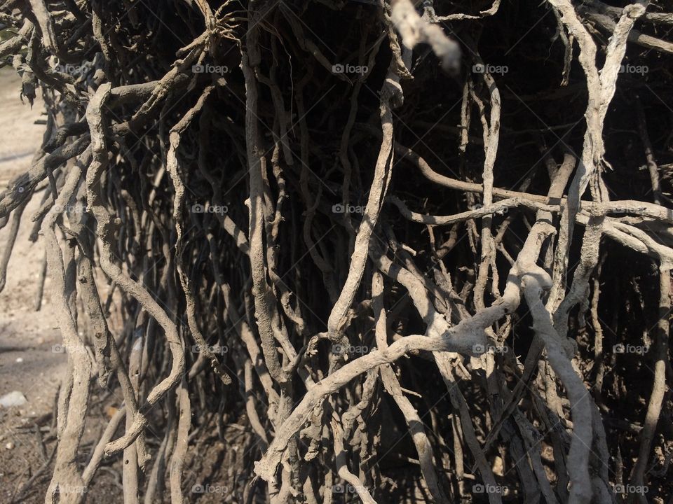 I like roots in underground 