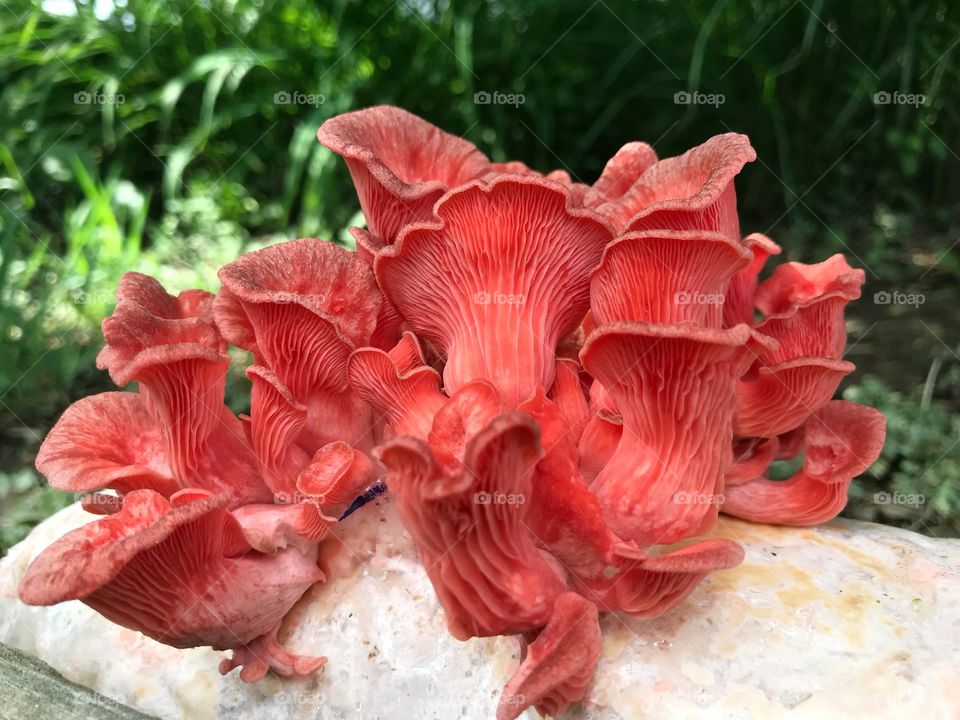 Pink oyster mushrooms