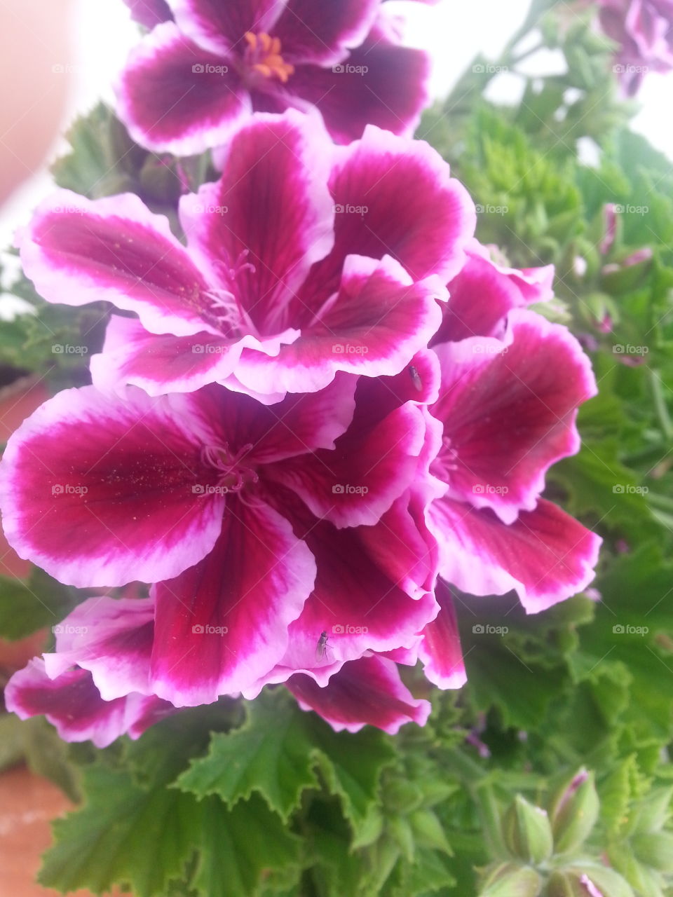 geranium