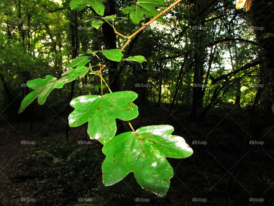 wet leaves