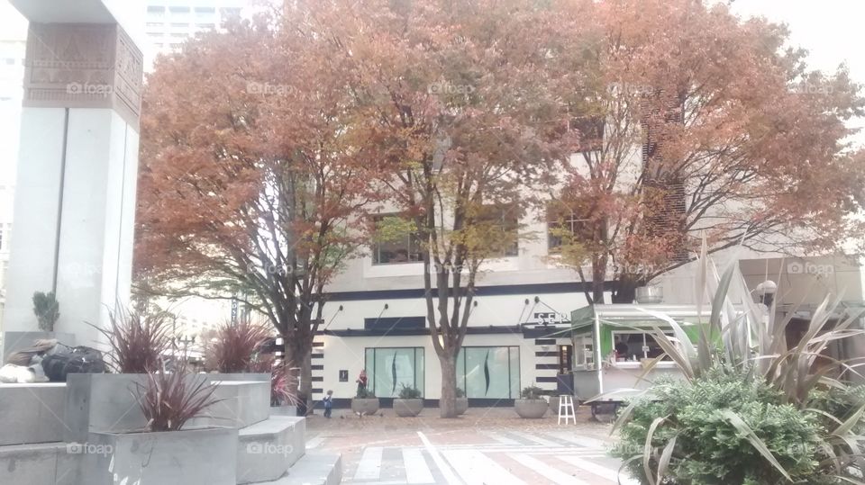 Downtown Trees In Fall