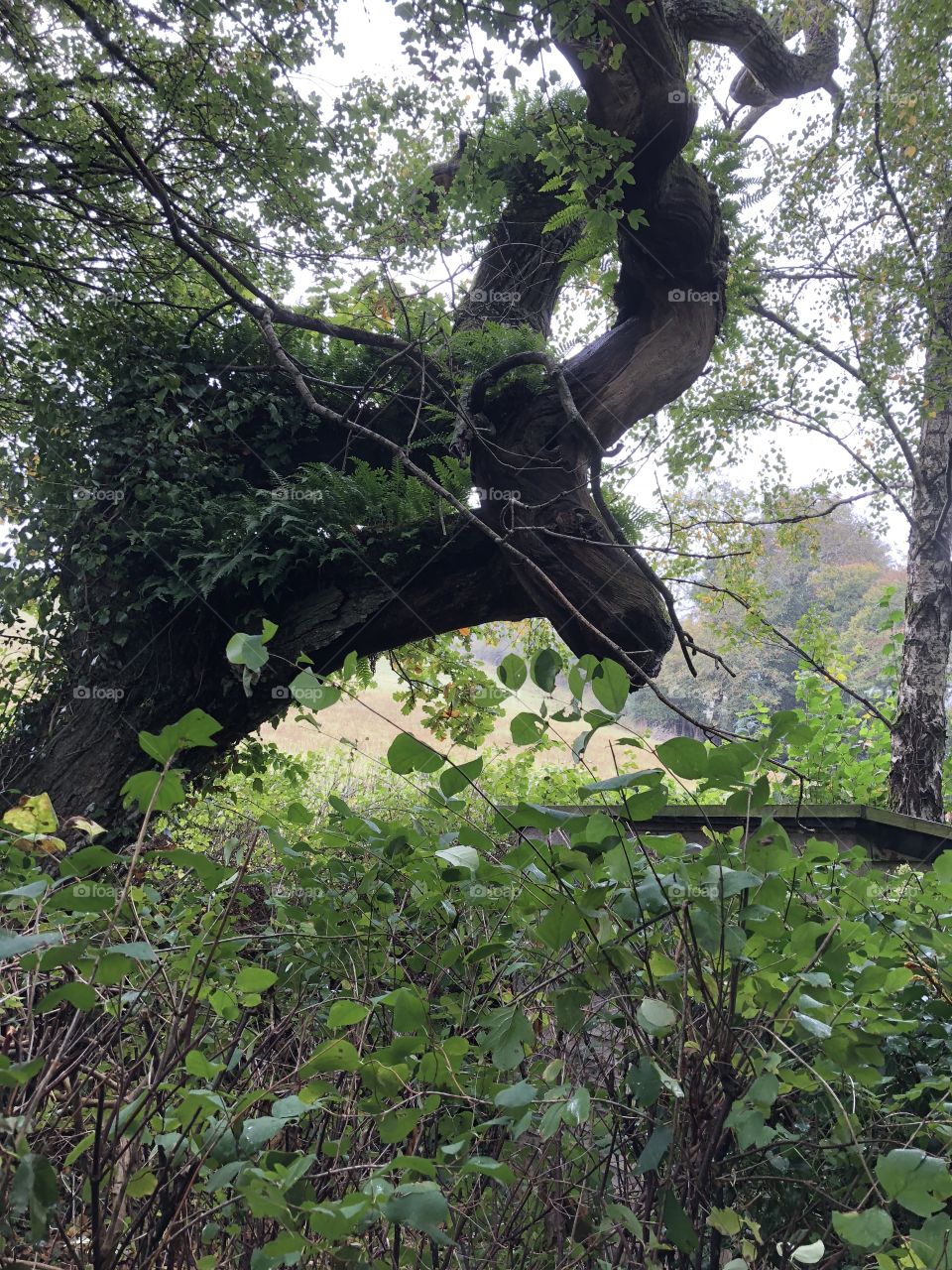 This is a picture l rather like because alright it’s a tree, but to me l look at it at it’s a cow, then l look again and it’s a horse. What are your thoughts?