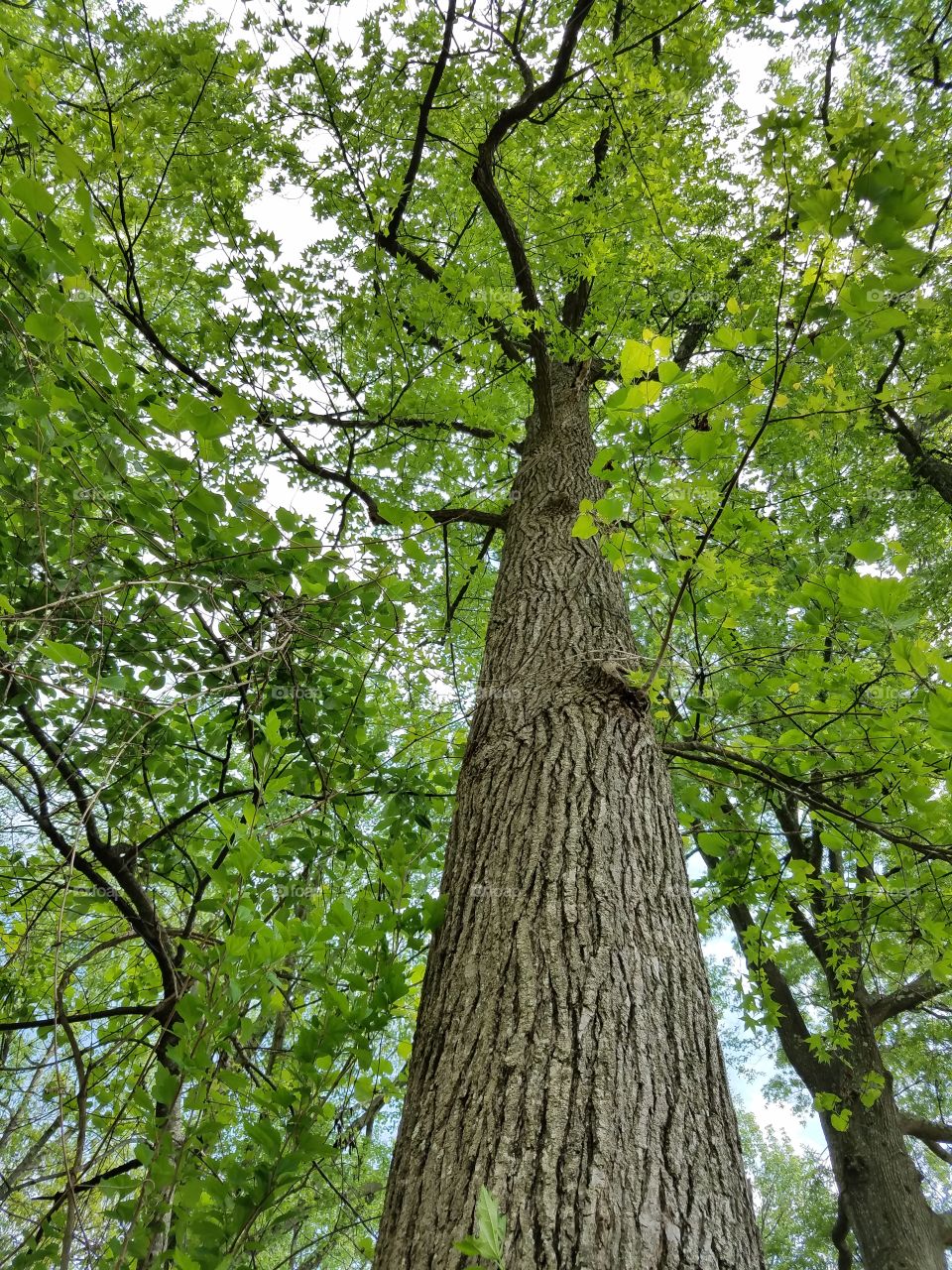 Majestically Tall Tree