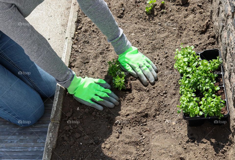 The hands of a young caucasian girl in gardening gloves plant a seedling in the ground while kneeling in the backyard of her house on a summer sunny day, close-up side view. The concept of plants, gardening.