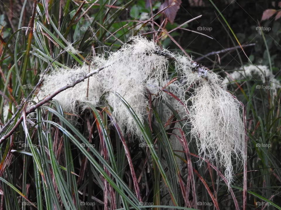 Lichen
