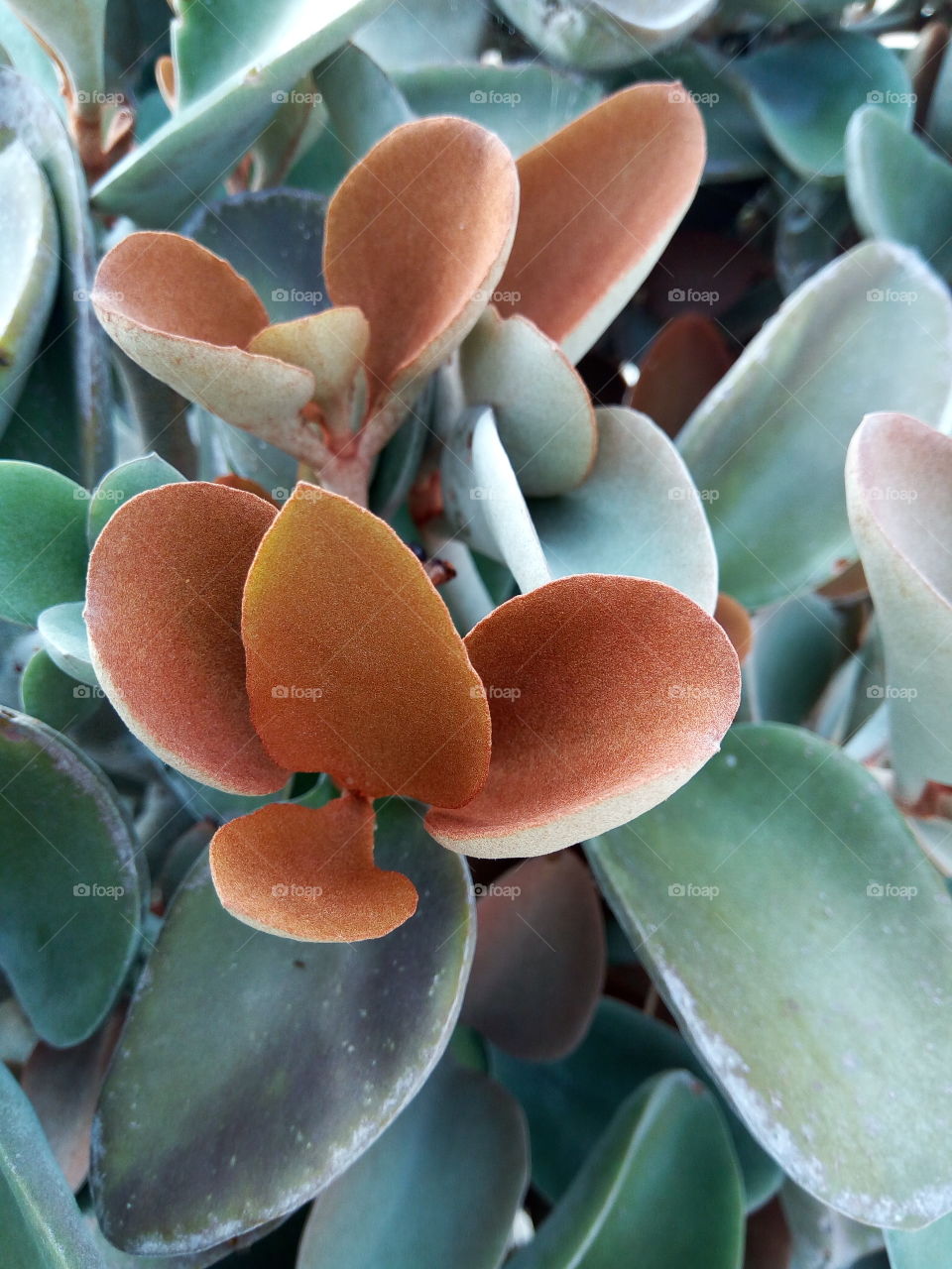 Nature, No Person, Cactus, Flower, Flora