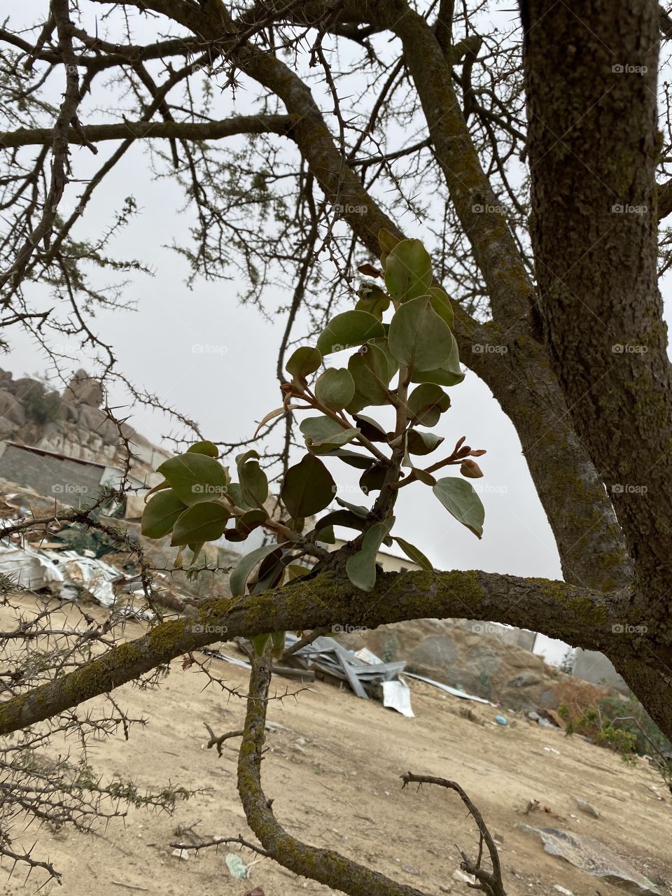 🥶🌧all the time a weather city of albaha