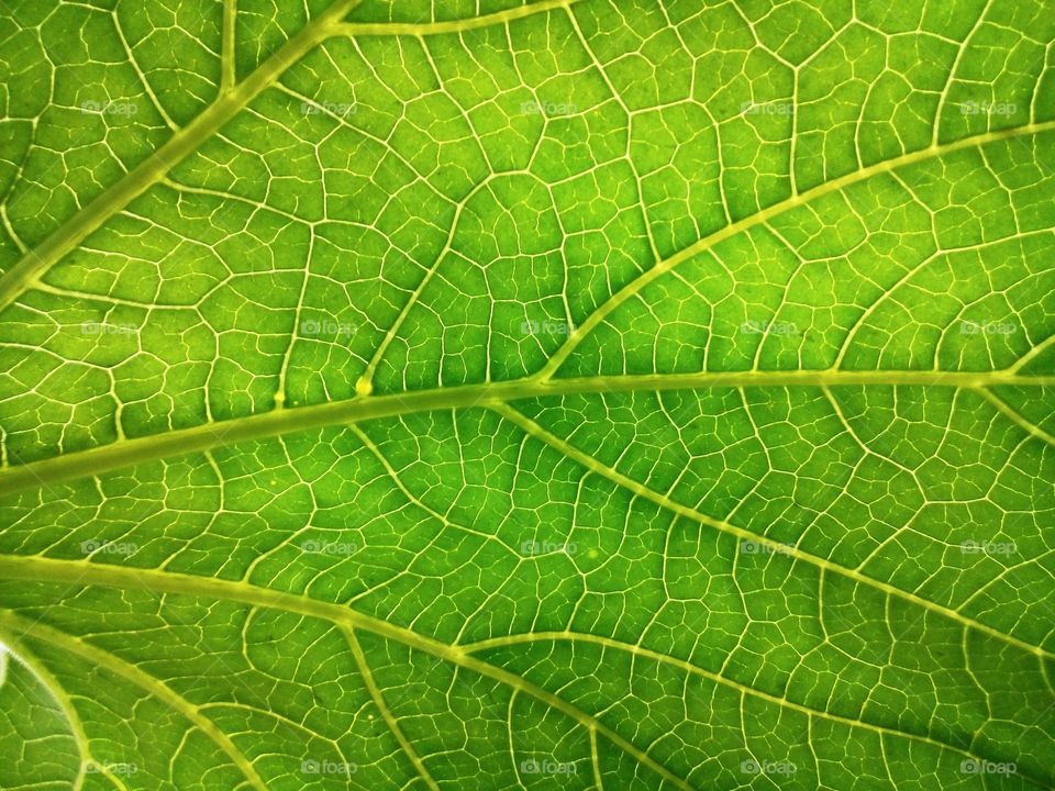 leaf skeleton