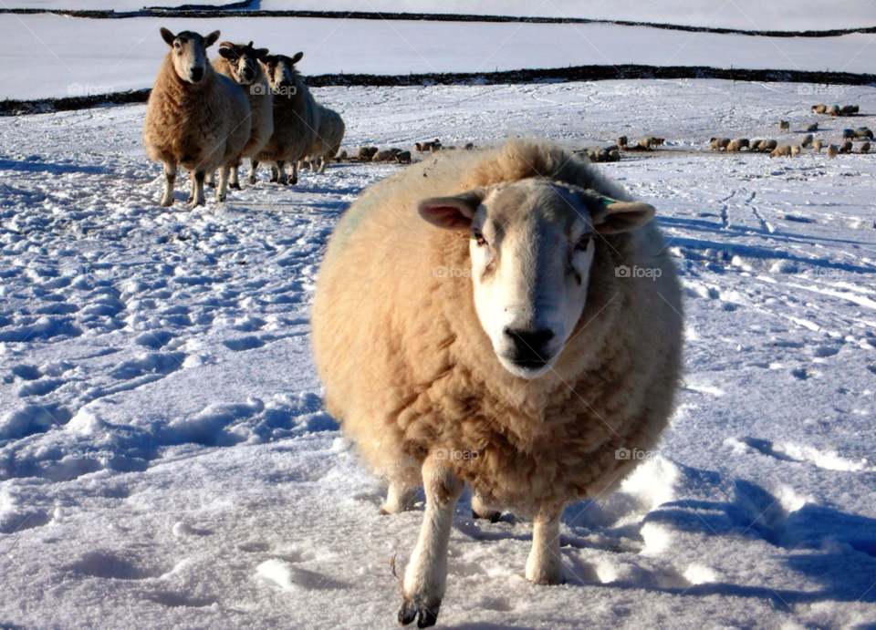 Close-up of sheep in winter