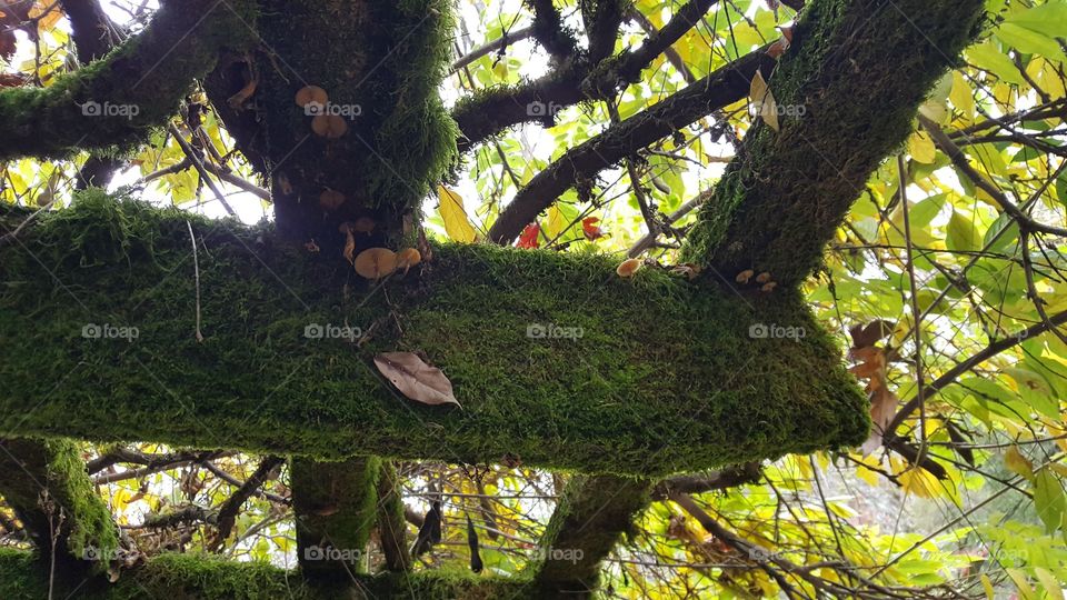 shelf mushrooms