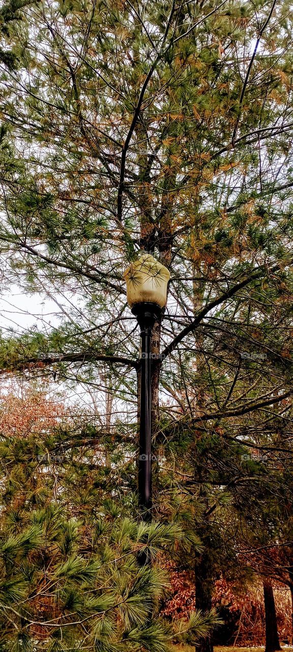 Autumn Lamppost in the Trees