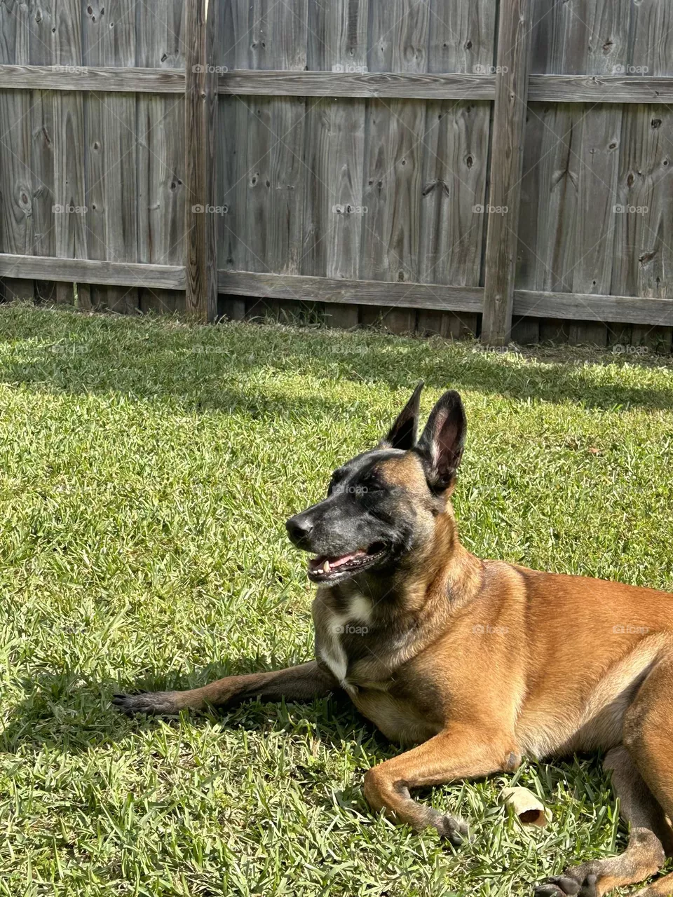 Belgian Malinois lounging