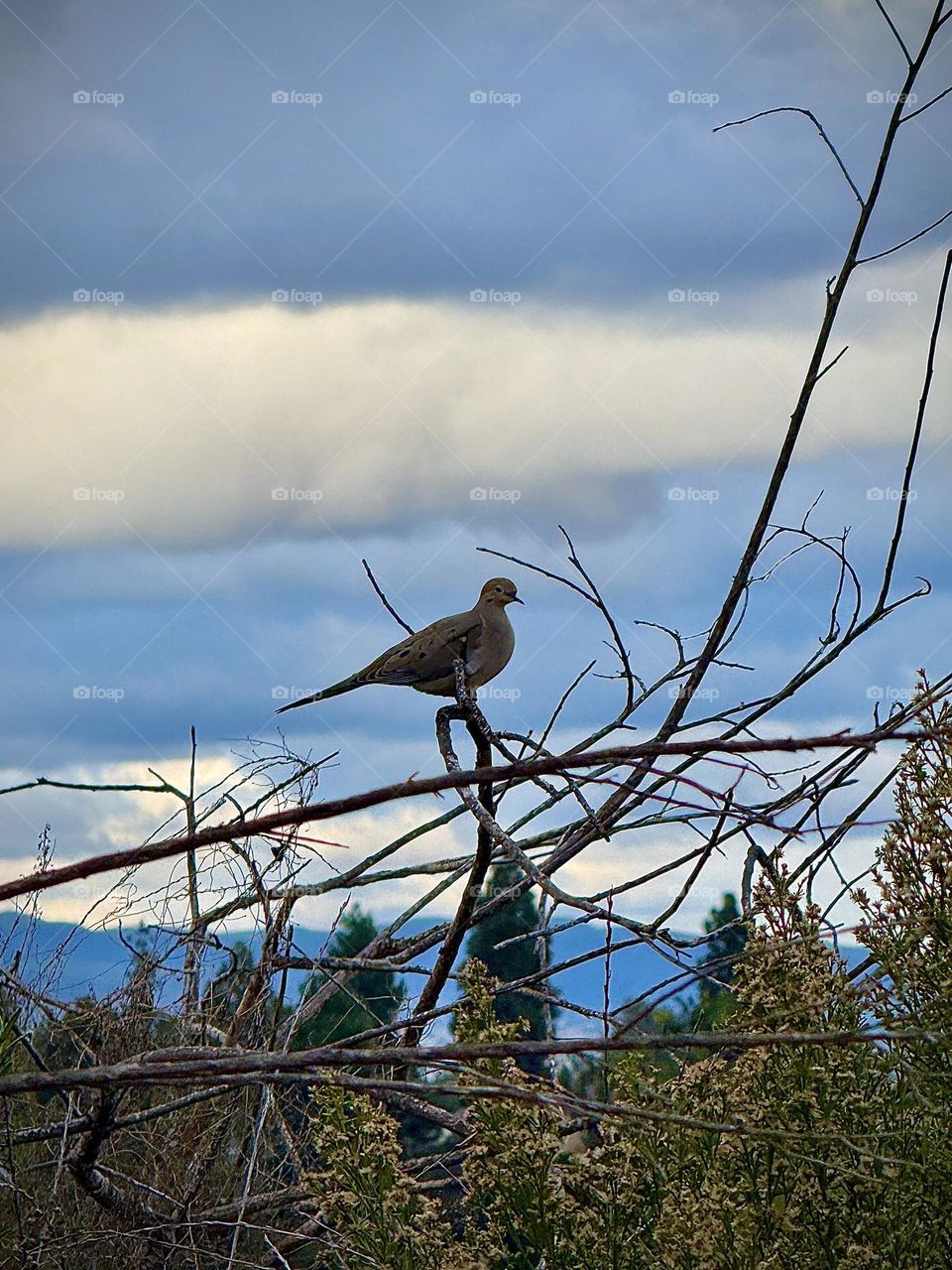 Mourning Dove