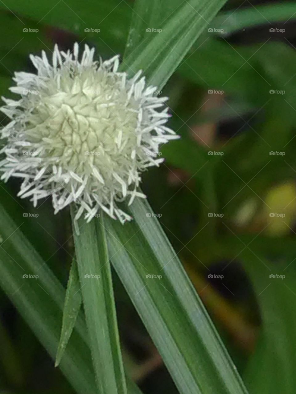 This is a very beautiful flower white smoll grass flowers.