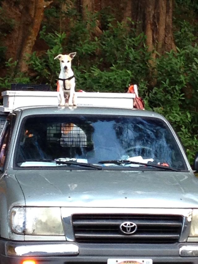Live car alarm
