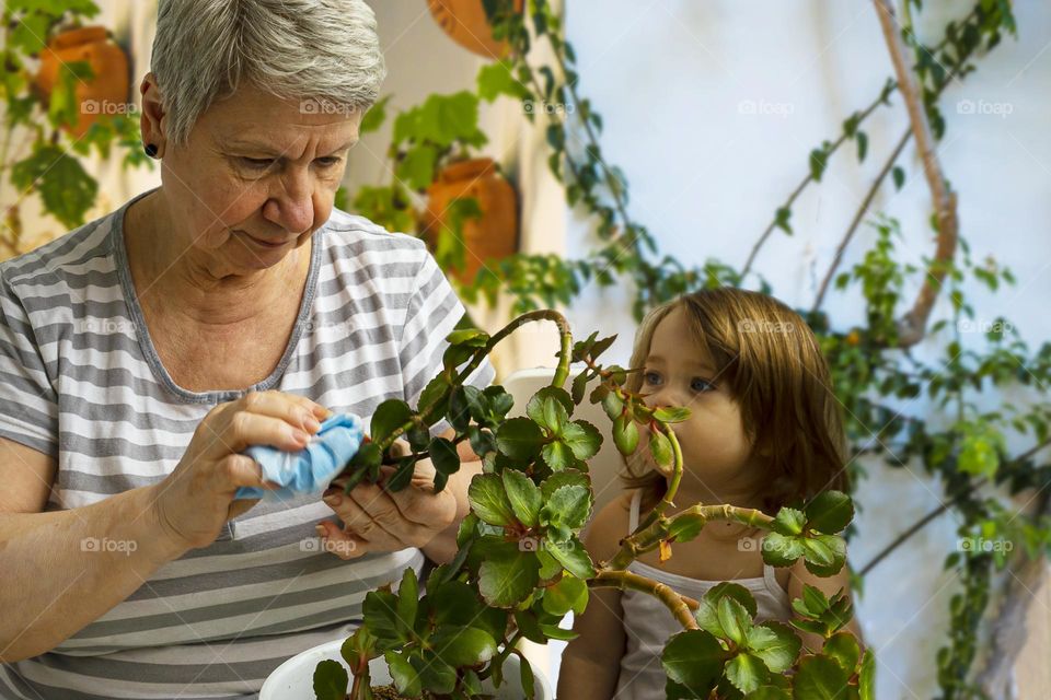 Fascinated Elderly woman and little girl take care of domestic plants. Grandma and granddaughter wash the houseplant. Home gardening. Digital detox and mental health concept.