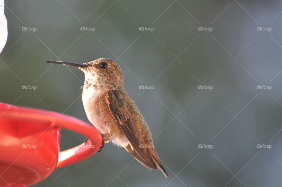 Hummingbird on the feeder