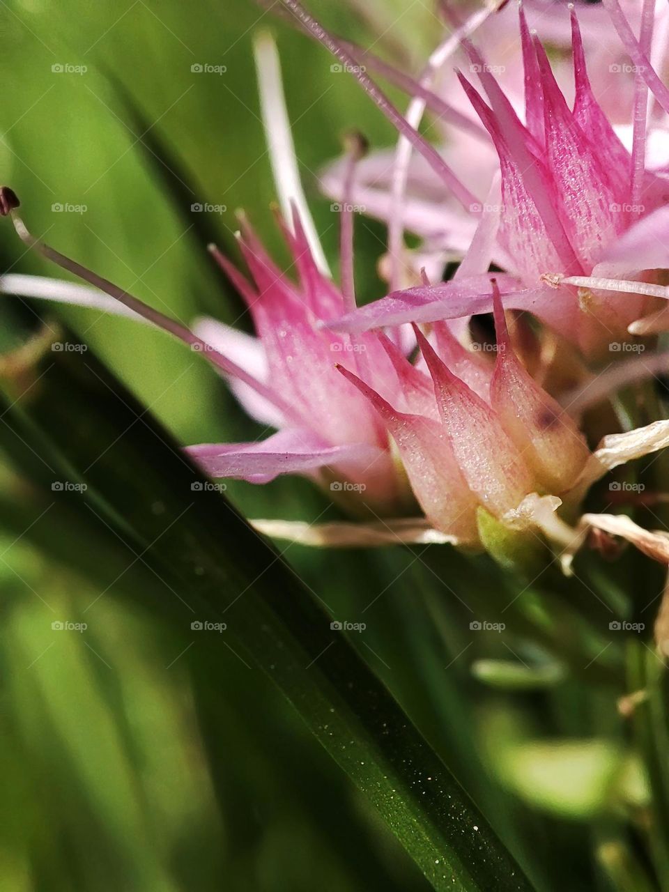 Macro photo of a flower growing in the garden