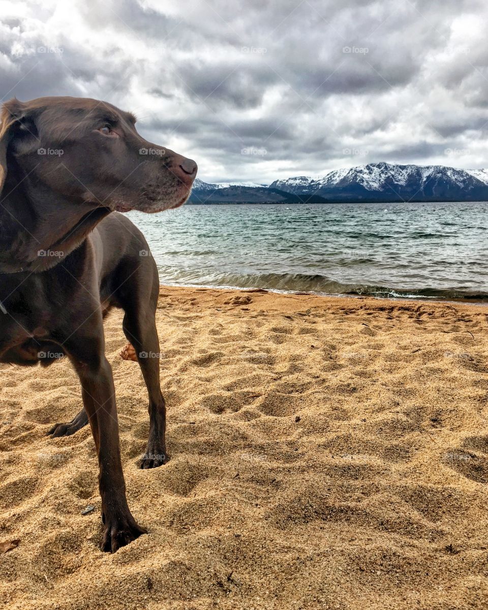 Chocolate Labrador standing on sandy beach looking off into distance with a lake and mountain backdrop.