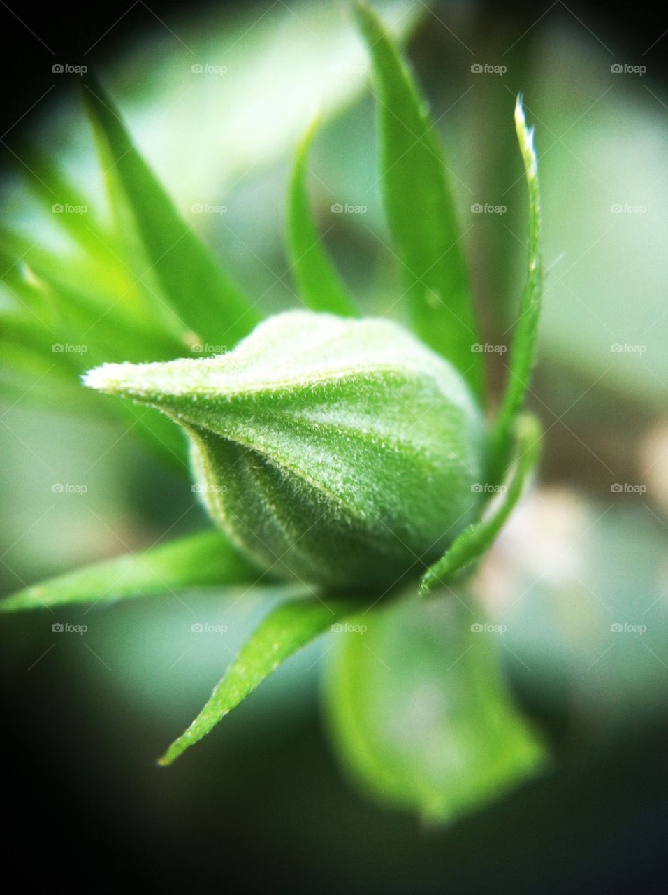 Flower bud