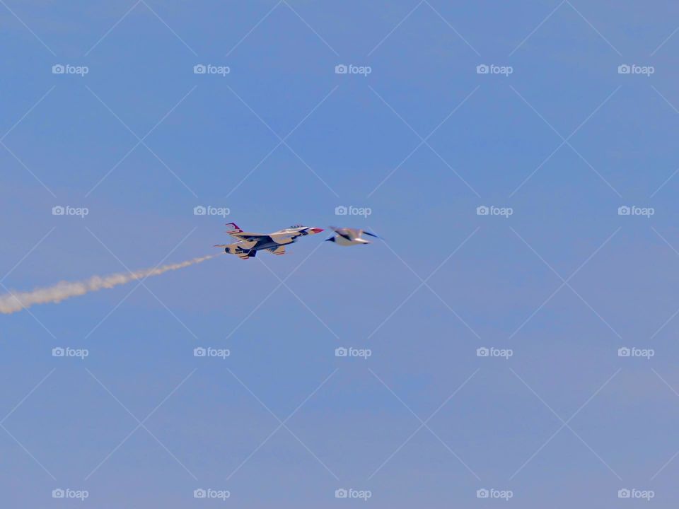 Pastel Colors - Baby Blue Pastel - An Air Force Thunderbird acrobatic aircraft flies high in a baby blue pastel sky. A Laughing Gull appears to be headed toward the jet - which it was not