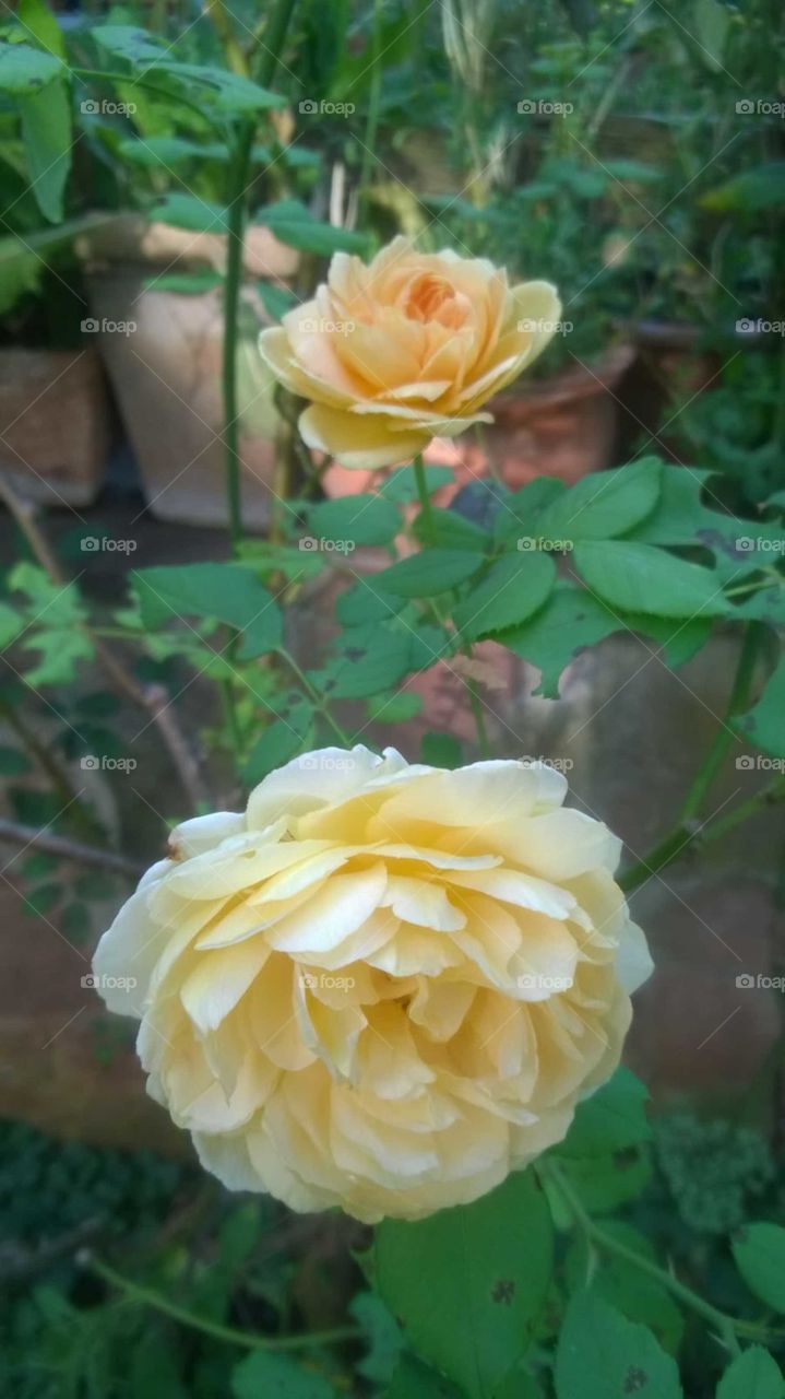 Gelbe Rose, yellow rose