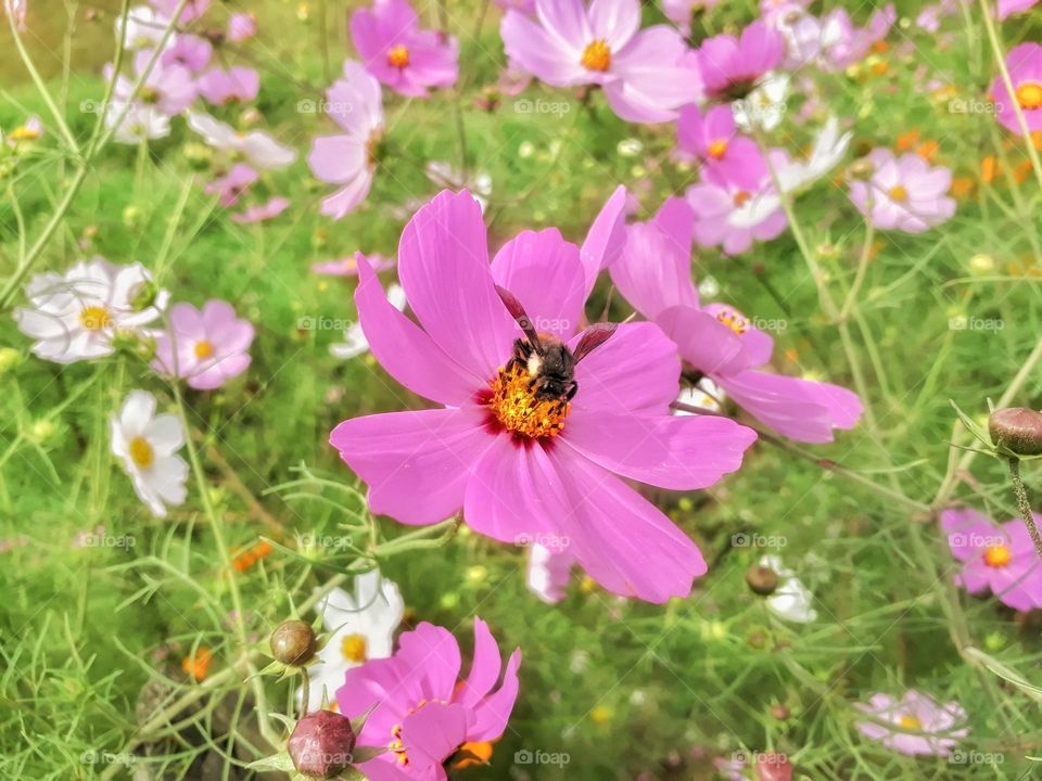 A natural process, honey bee enjoying sweet nectar from a flower, hence resulting in the process of pollination.