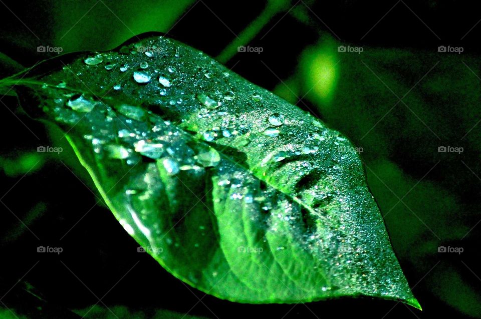 --Dew on green leaf ....