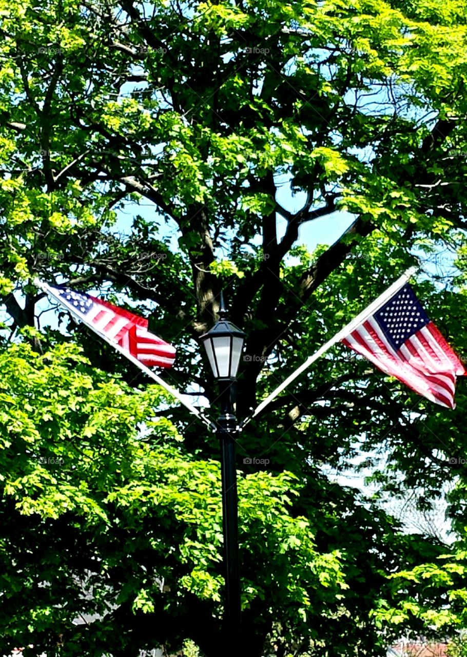 Nature. Flags for Memorial Day