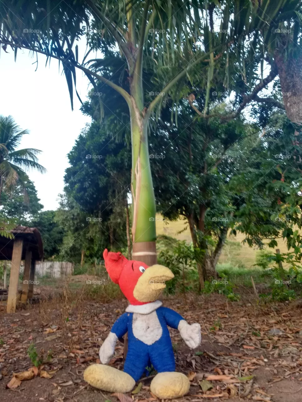 lindo