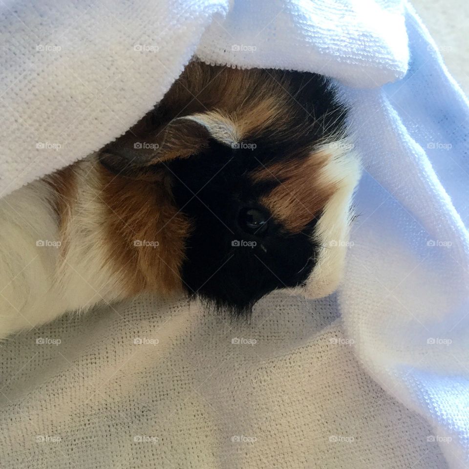 Baby guinea pig