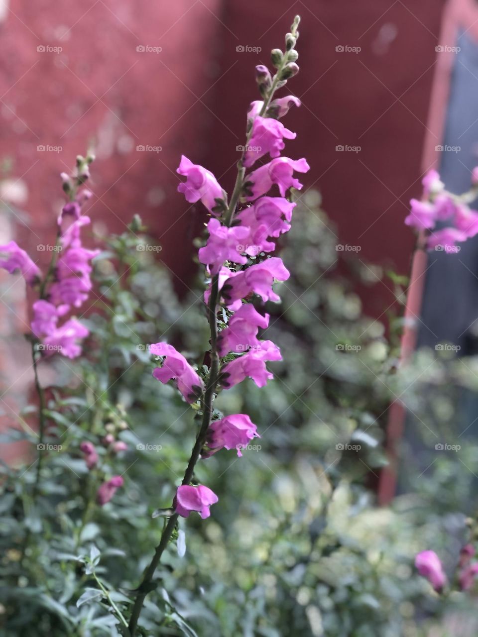 Flores Verde Jardín Violeta Conejito