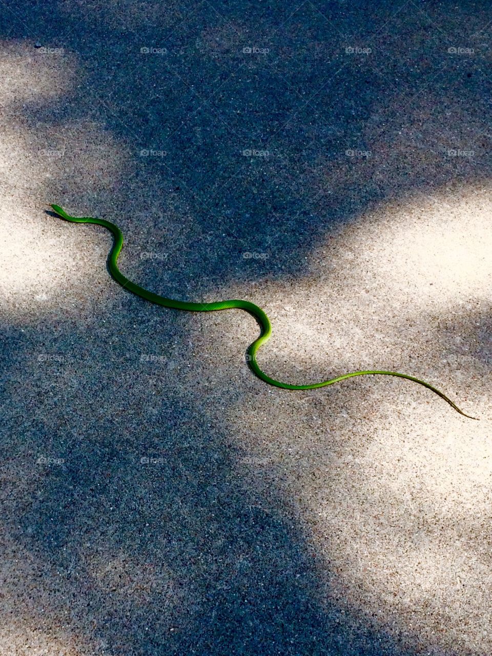Snake. 