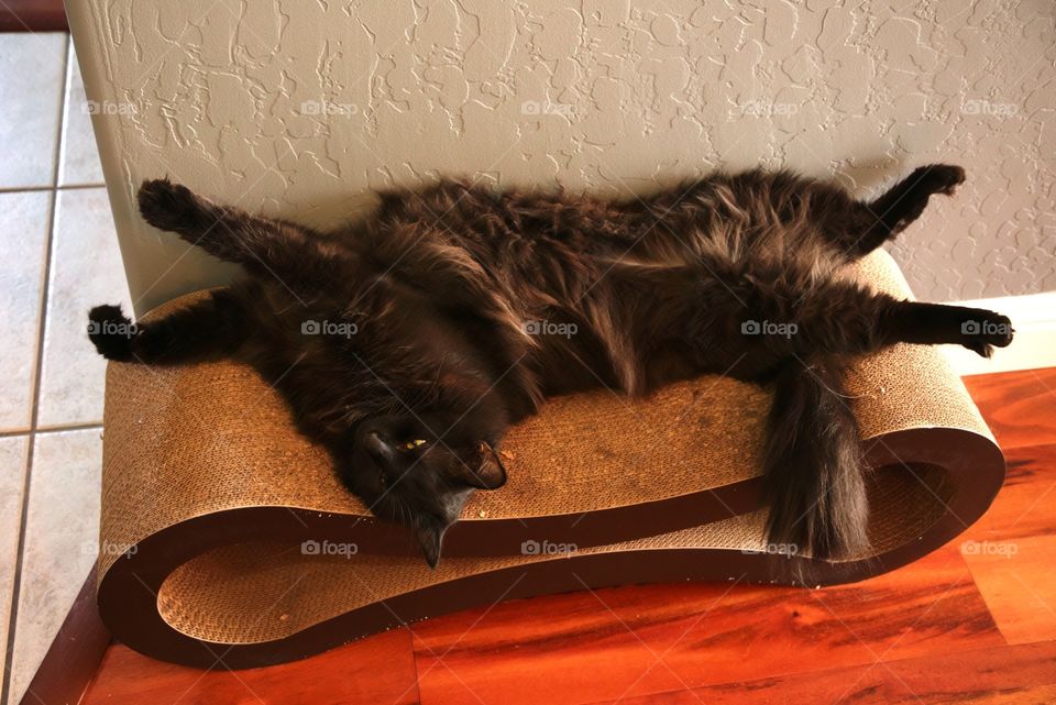 My cat lounging on his cat scratcher.