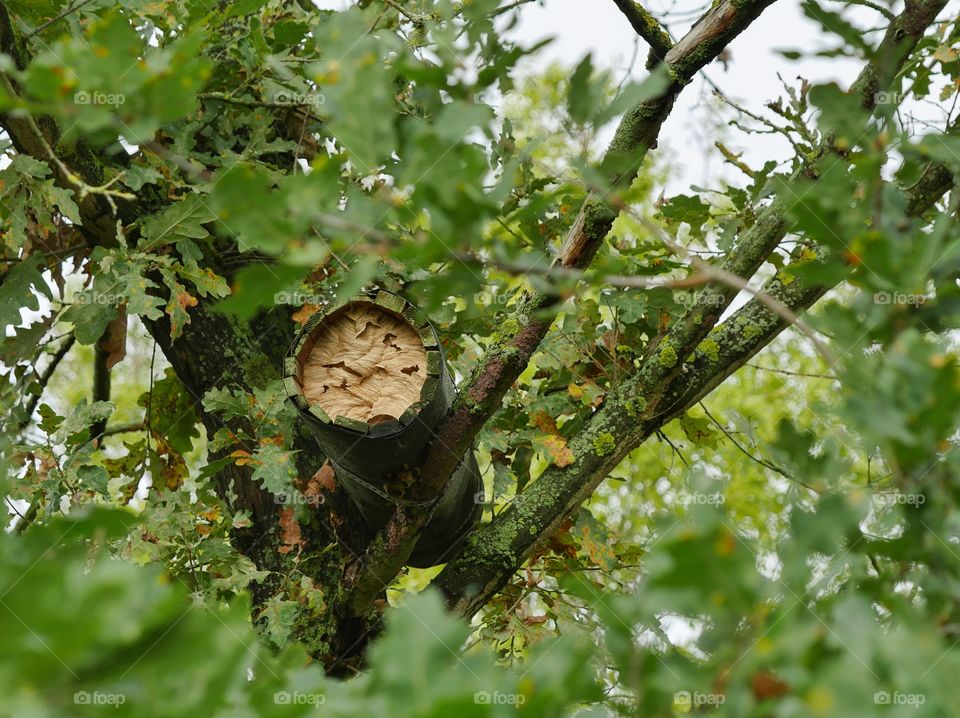Hornet nest in little owl nest box