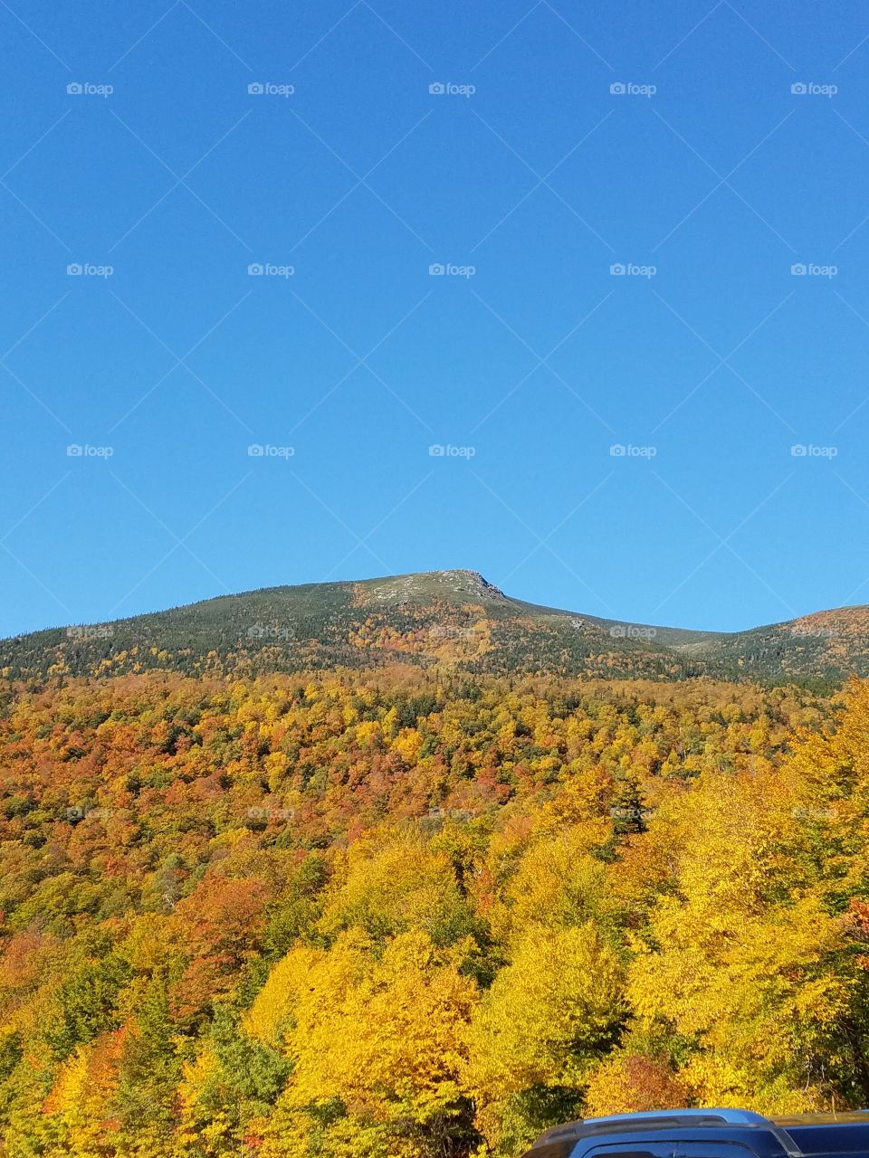 High angle view  of autumn trees