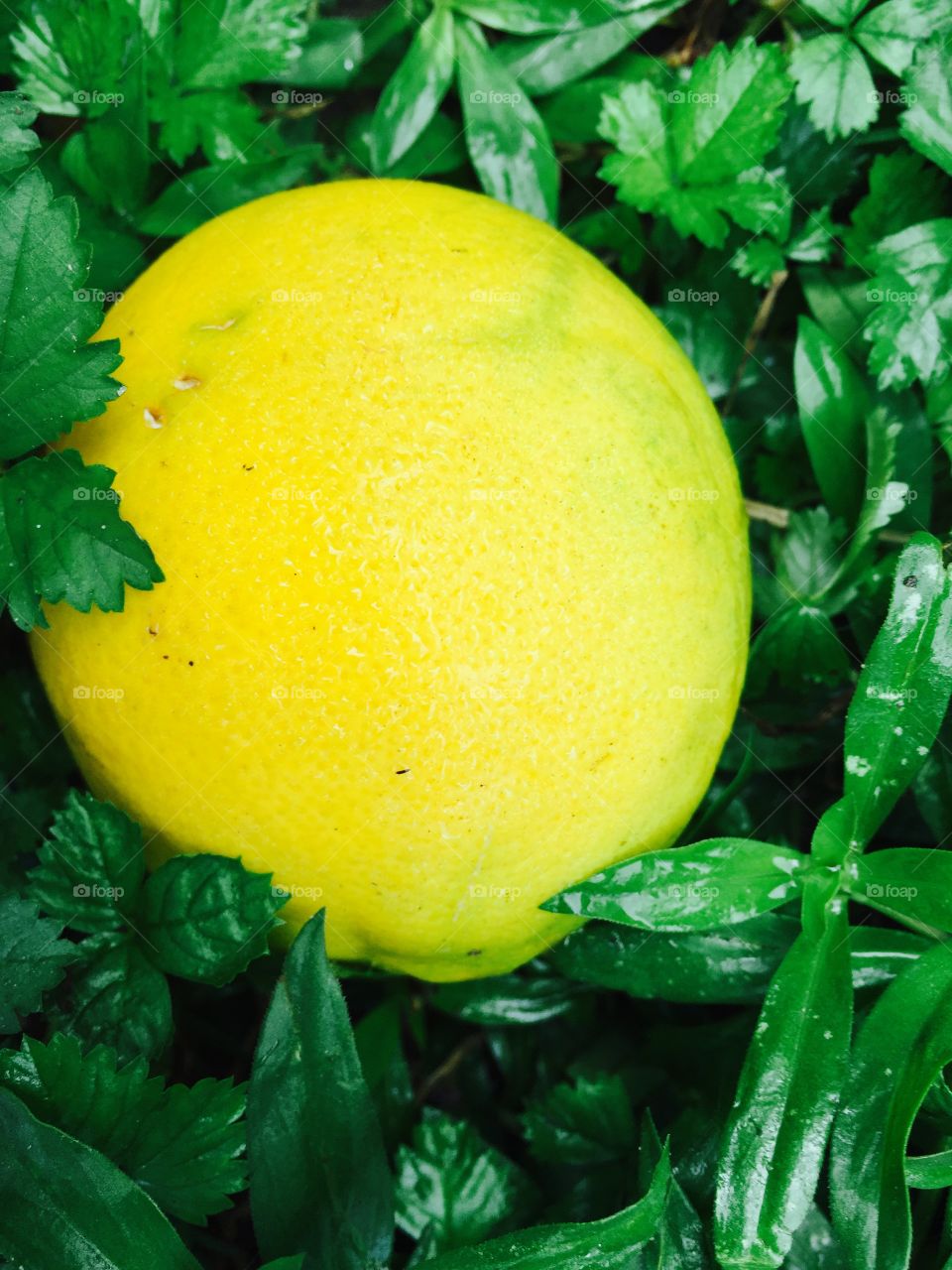 Lemon on the ground in the grass and weeds