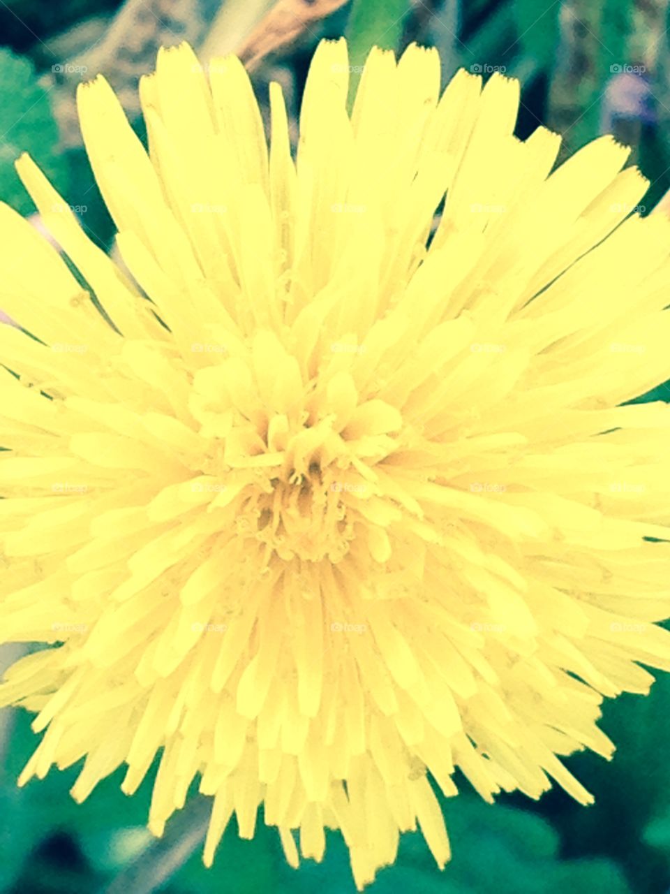 Dandelion