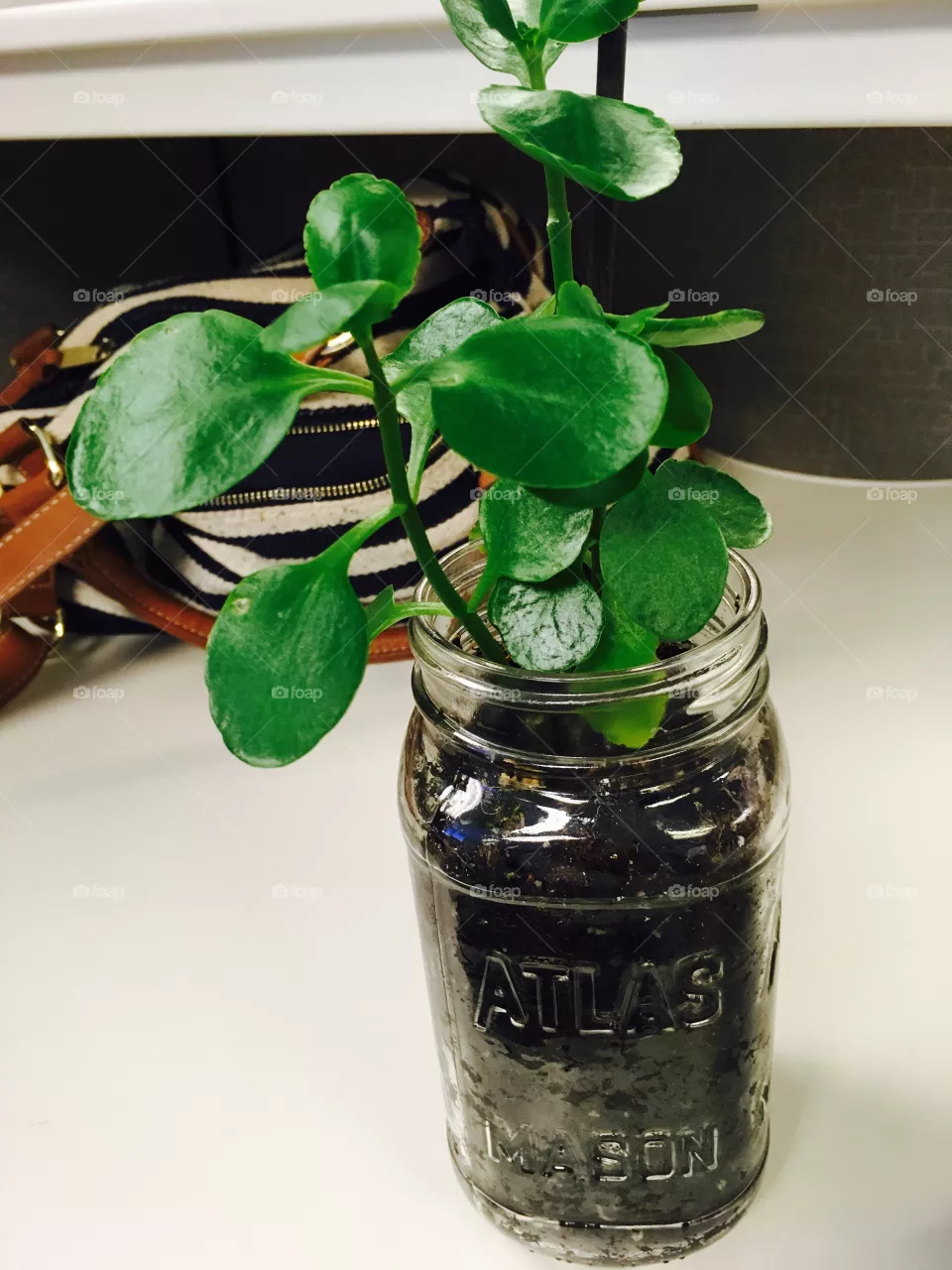 Plant 