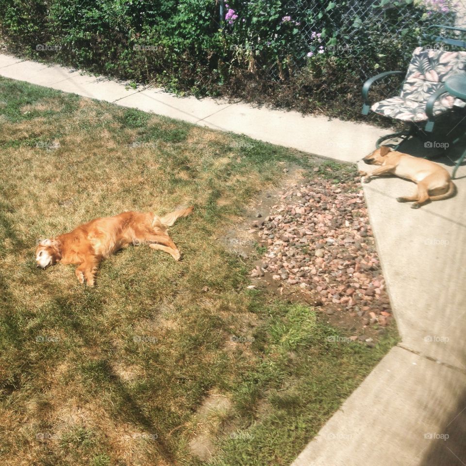 Two dogs sunbathing in back yard