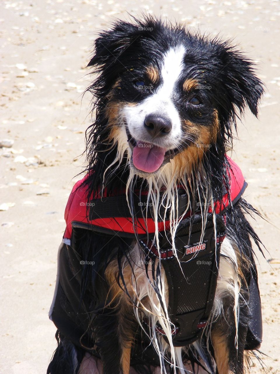 Dog at the beach 