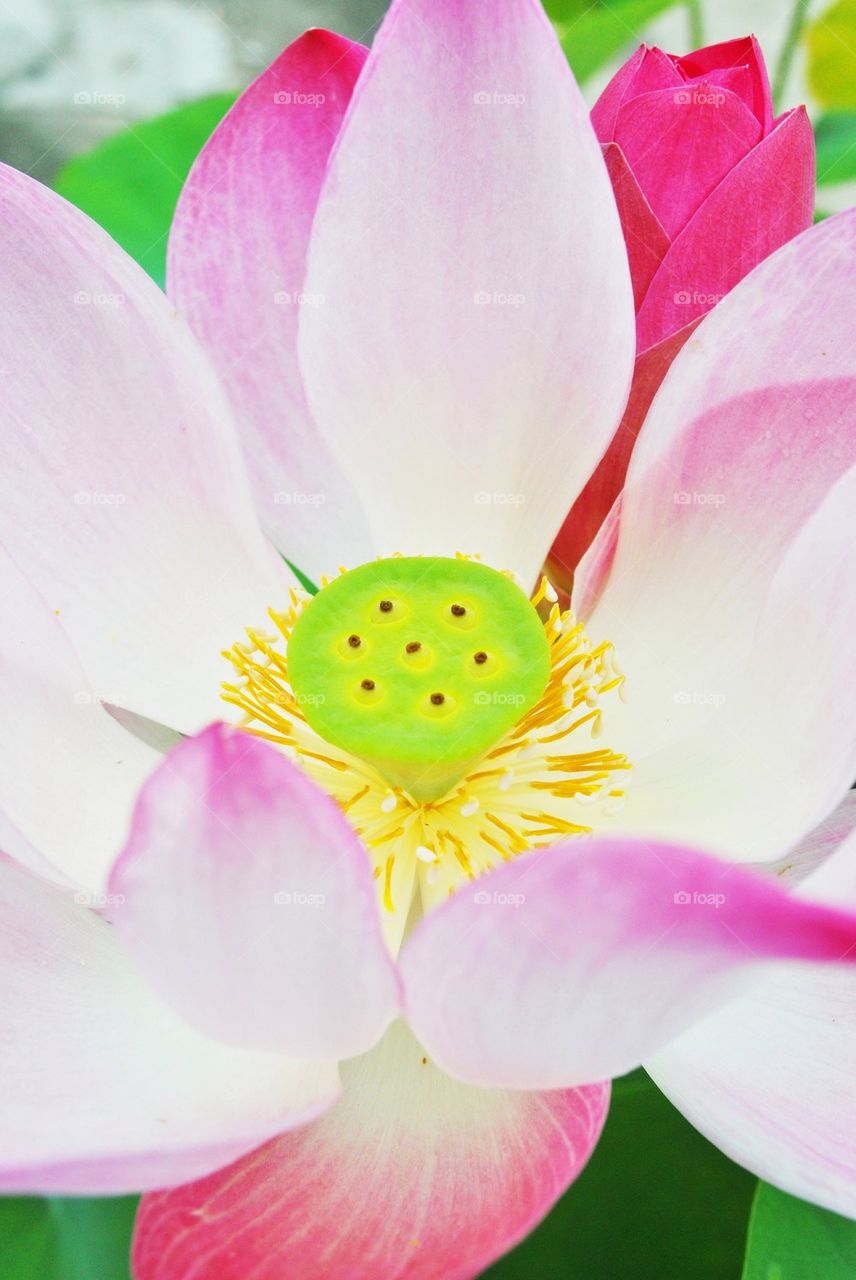 Pink lotus