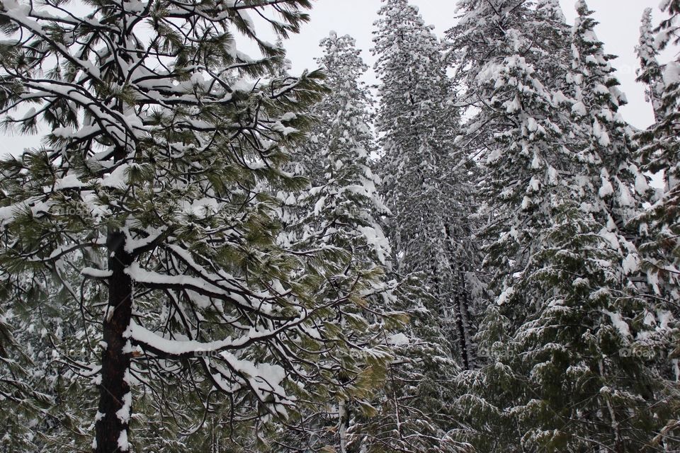 Snow trees