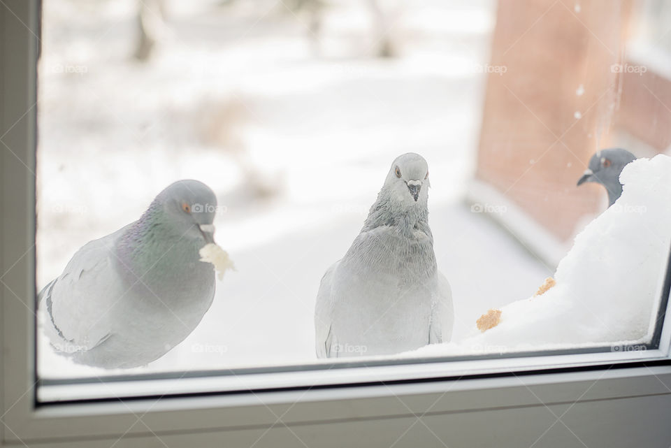 pigeons outside the window