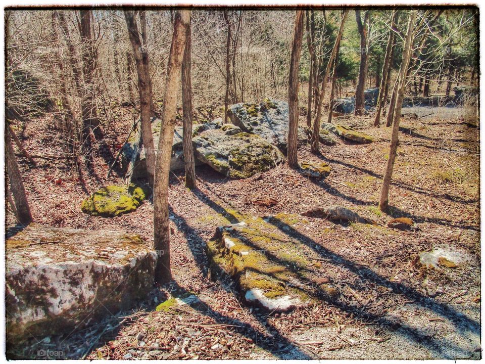 nature in early Midwest spring