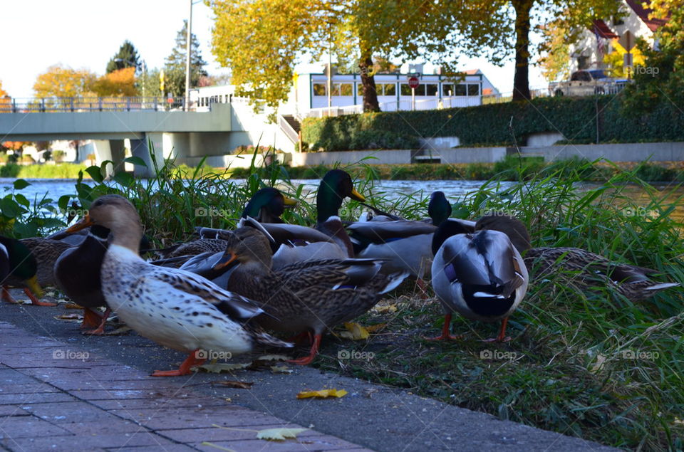 Duck Feeding Frenzy