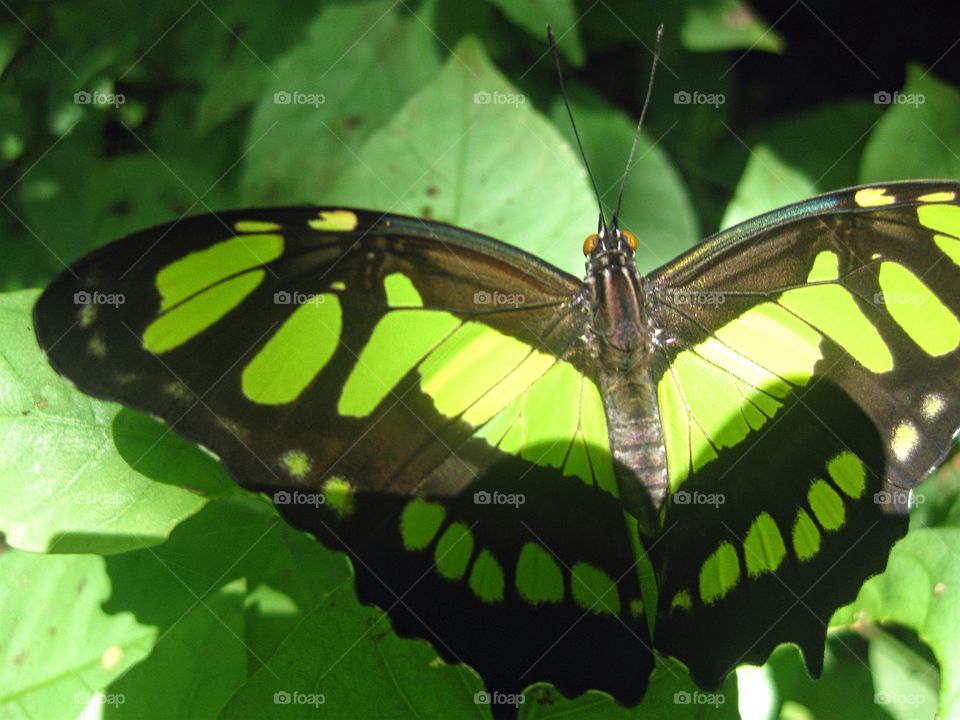 Butterfly yellow black